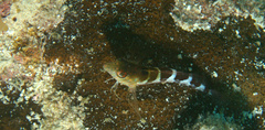 Malacoctenus triangulatus