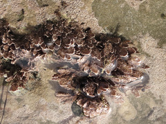 Arthrocardia corymbosa