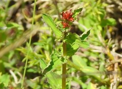 Hypericum tetrapterum
