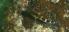 Malacoctenus triangulatus