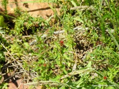 Hypericum tetrapterum