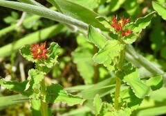 Hypericum tetrapterum