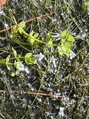 Lindernia grandiflora