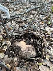 Lactarius argillaceifolius