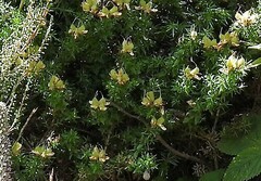 Genista hispanica