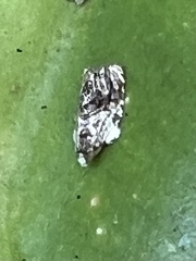 Acroceuthes metaxanthana