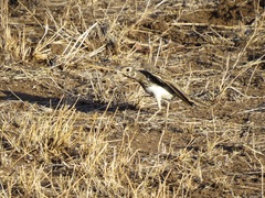 Pinarocorys nigricans