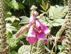 Digitalis purpurea purpurea