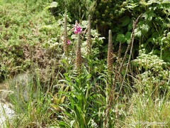 Digitalis parviflora