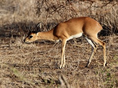 Raphicerus campestris campestris