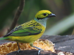 Tangara icterocephala