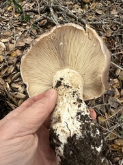 Lactarius argillaceifolius