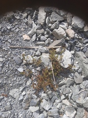 Acaena glabra