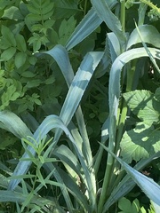 Eryngium yuccifolium