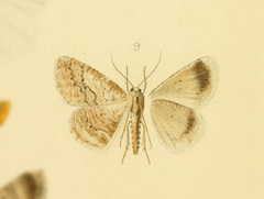 Sabulodes boarmidaria