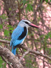 Halcyon senegalensis