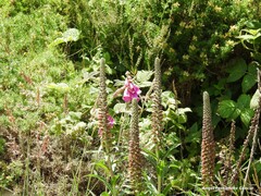 Genista hispanica