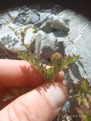 Acaena glabra