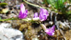 Astragalus bourgovii
