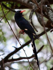 Phoeniculus purpureus