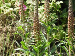Digitalis parviflora
