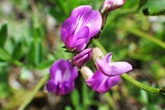 Astragalus bourgovii
