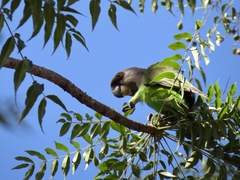 Poicephalus cryptoxanthus