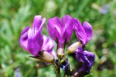 Astragalus bourgovii
