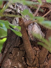 Otus senegalensis