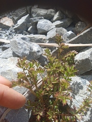 Acaena glabra