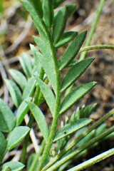 Astragalus bourgovii