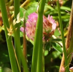 Trifolium pratense