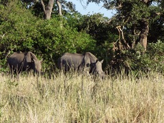 Ceratotherium simum