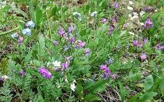 Astragalus bourgovii
