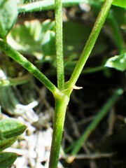 Astragalus bourgovii