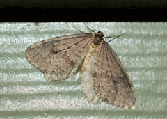 Operophtera