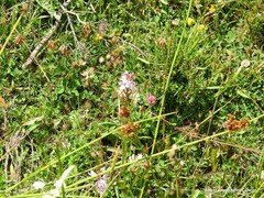 Dactylorhiza maculata