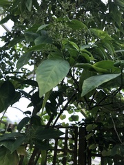 Palicourea pubescens