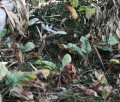 Anemopsis californica