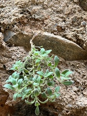 Chaenorhinum origanifolium