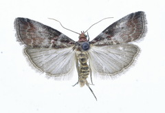 Acrobasis advenella