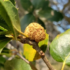 Amphibolips quercuspomiformis