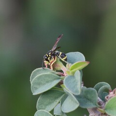 Parancistrocerus