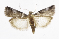 Acrobasis sodalella