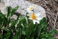 Dryas