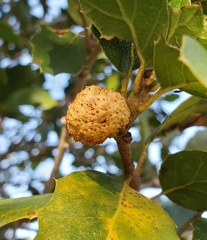 Amphibolips quercuspomiformis