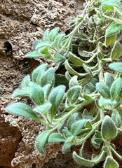 Chaenorhinum origanifolium