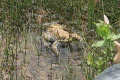 Bufotes viridis sitibundus