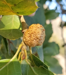 Amphibolips quercuspomiformis