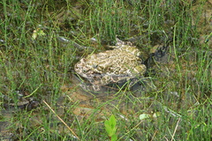 Bufotes viridis sitibundus